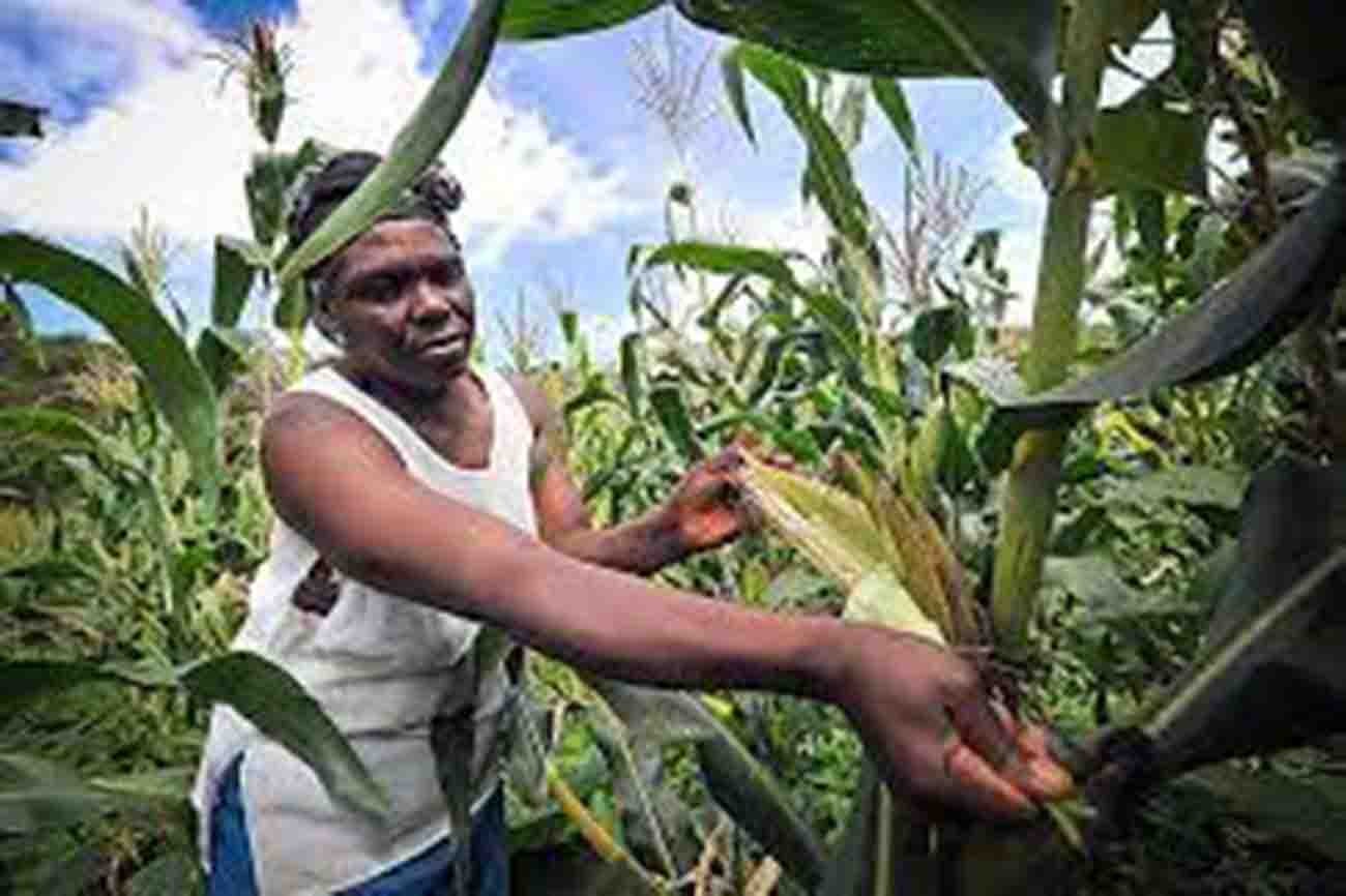 Maize