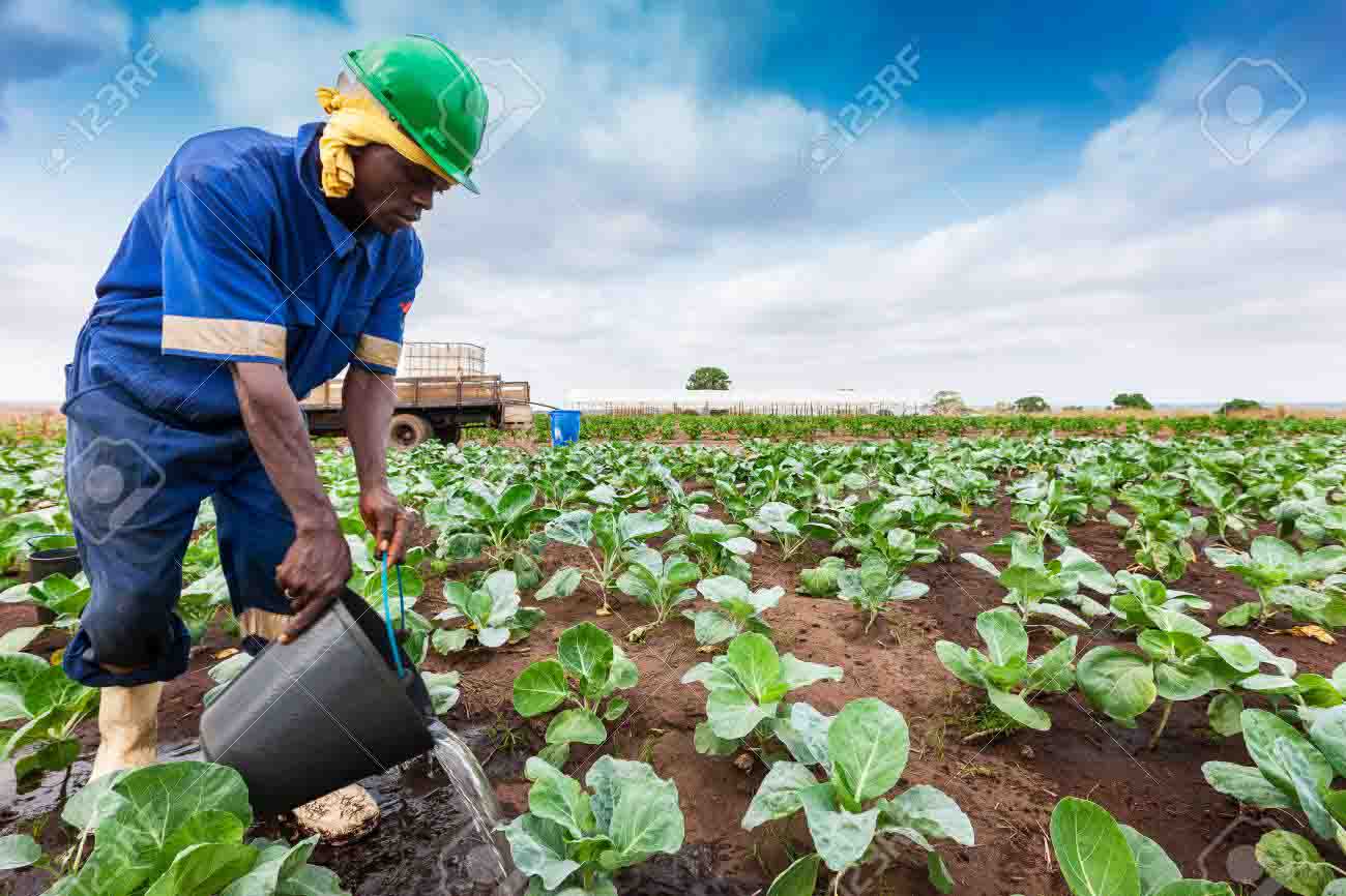 CABINDA/ANGOLA - 09JUN2010 - African farmer to watering plantati