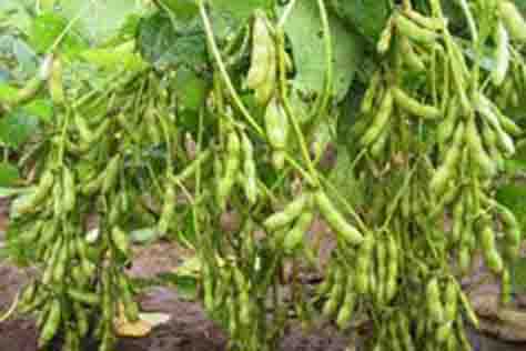 Beans